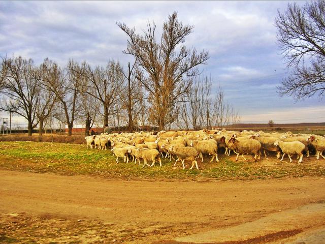 Hacia la majada con la s ovejas