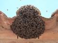 Enjambre de abejas en un tejado de Bádenas