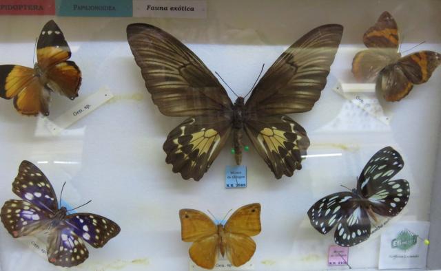 Exposicion de mariposas en el Ayuntamiento