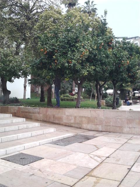 naranjos en el parque junto al teatro