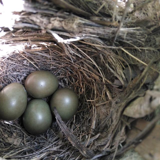 nido con huevos,