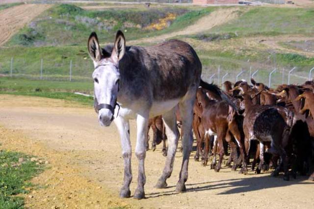burro & cabras