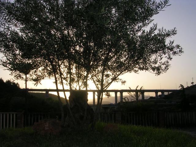 Plaa de l'olivera