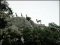 Cabras salvajes en Cantavieja