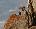 Cabras monteses en el monte Hacho