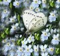mariposa blanca