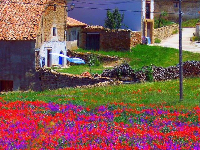 Flores y casas en la Caada de Benatanduz