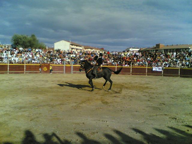 Exhibicin de doma de caballos Fiestas 2008