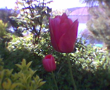 primavera en Tamariu