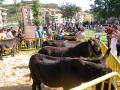 Feria del ganado