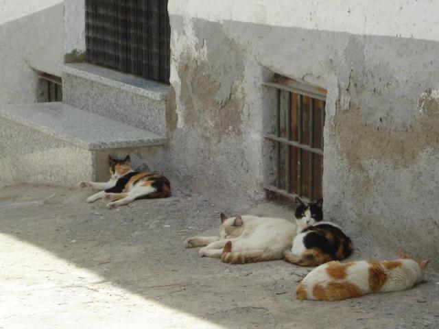 gatos en la calle de al lado