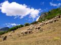 Gran rebaño de ovejas con el mastin vigilando