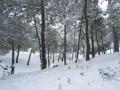 "Los pinos" nevados