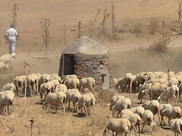 Foto de un rebao de ovejas