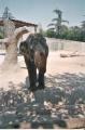 Elefante zoo de Madrid
