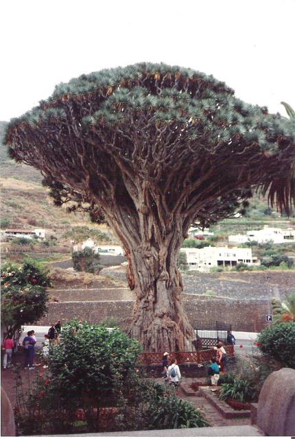 Arbol milenario en Tenerife