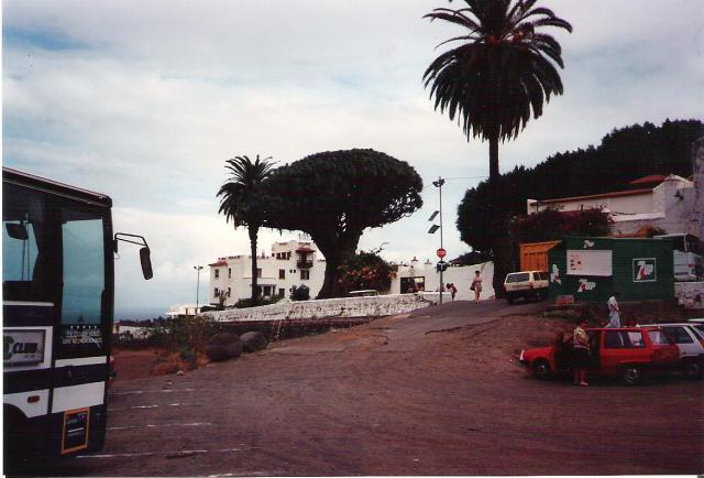 Arbol Milenario en Tenerife.