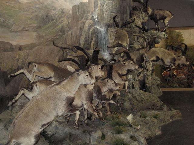 Valdehuesa. Museo Fauna Salvaje.