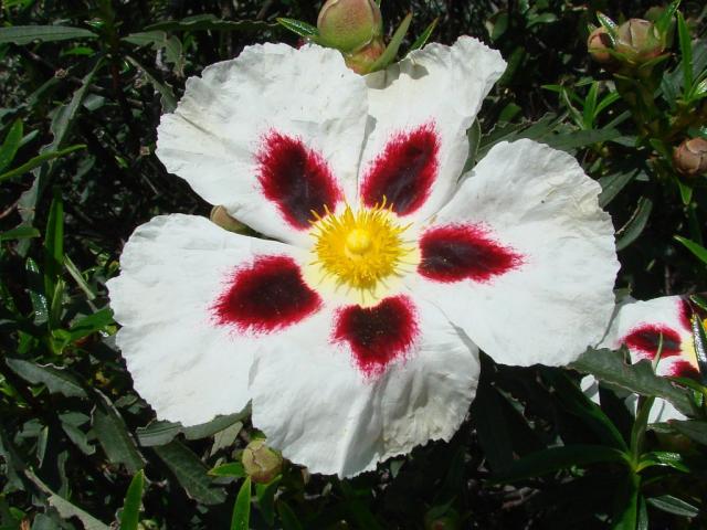 Flor de la Jara