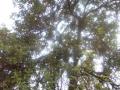 Árboles y arbustos de Puerto Serrano: Algarrobo