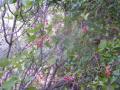 Árboles y arbustos de Puerto Serrano: Majoleto
