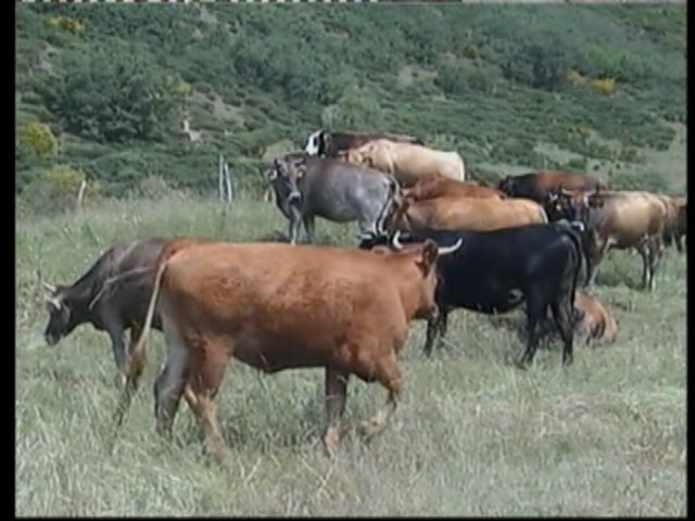 Vacas en Cumbral