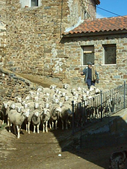 Rebao de ovejas