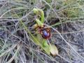 ophrys speculum (espejo de venus)