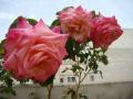 rosales en jardinera