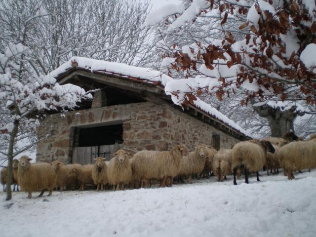 Las ovejas