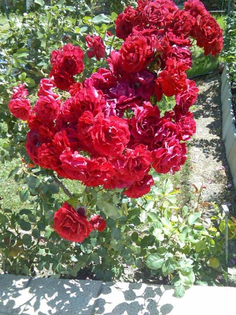 El rosal de rosas rojas del huerto de Conchi