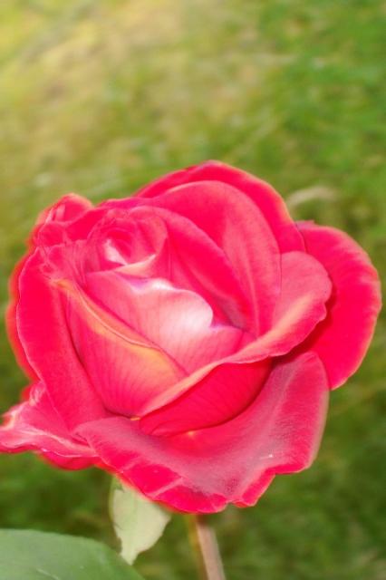 Una rosa perfecta de la huerta de Pili