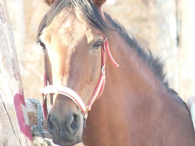 caballo precioso del dia del encierro 2009