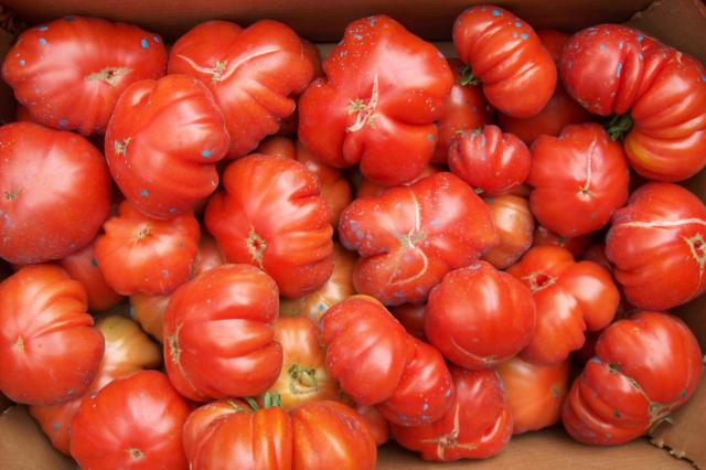 tomates de las huertas de samano
