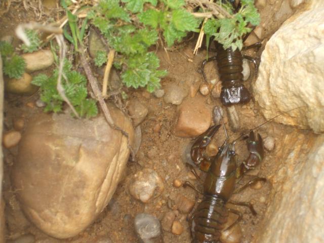 Pareja de cangrejos en el Rio Orbigo