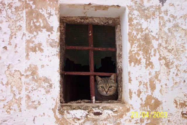 Gato asomado a la ventana