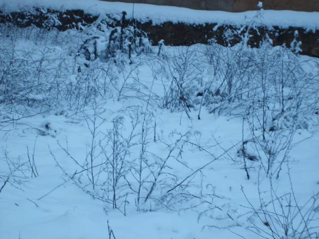 Hierba bajo nieve