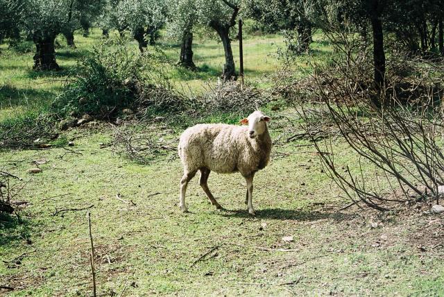 Una oveja de Abada