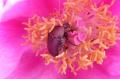 peonia con escarabajo