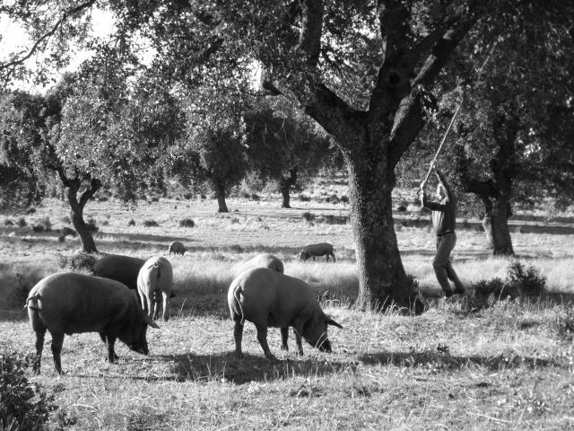 Cerdos ibericos en el seorio
