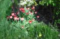 Más tulipanes, estos de la huerta de Pili