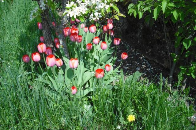 Ms tulipanes, estos de la huerta de Pili