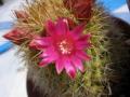 otra flor de mis cactus
