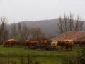 Las vacas en los Linares