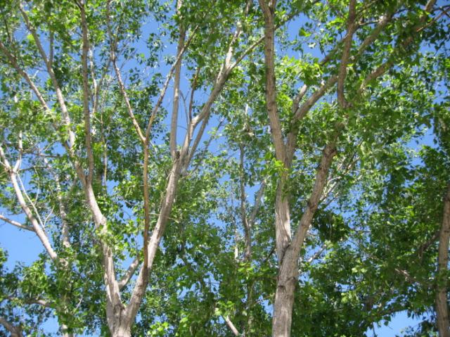 Las ramas de la chopera alcanzan los 30 mts.