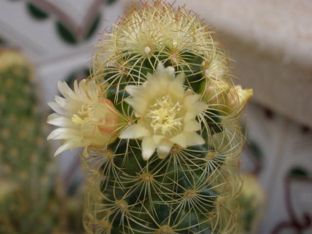 de otra especie de cactus