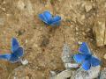 mariposas azules
