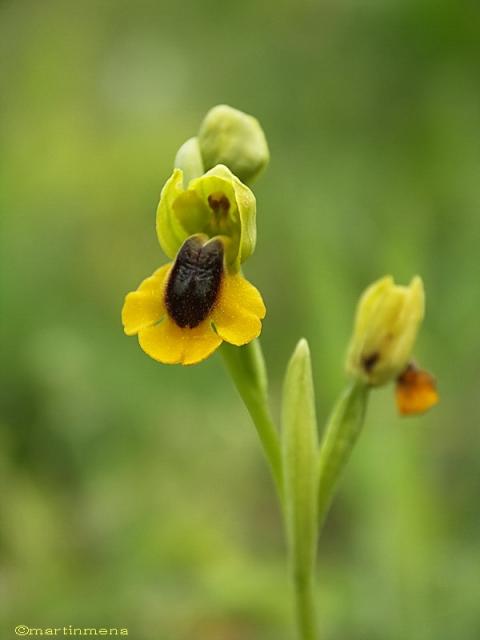 ophrys lutea