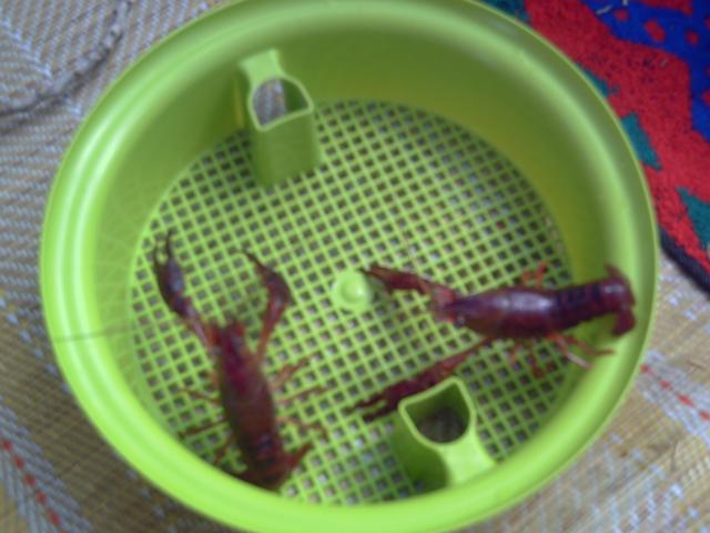 Loa cangrejos en la cesta