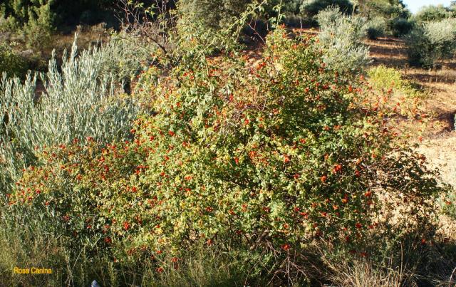 Arbustos de Pareja: Escaramujo, Rosa Canina